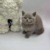 Oliver - British Shorthair Lilac Blue male 2 months old