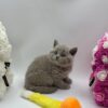 Charlie British shorthair lilac blue male 2 months old