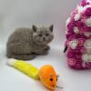 Charlie British shorthair lilac blue male 2 months old