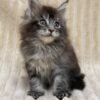 Sara - Maine Coon Tabby female 2 months old