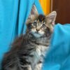 Sisi Maine coon tabby female 2 months old