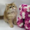 British Longhair Kitten Dior