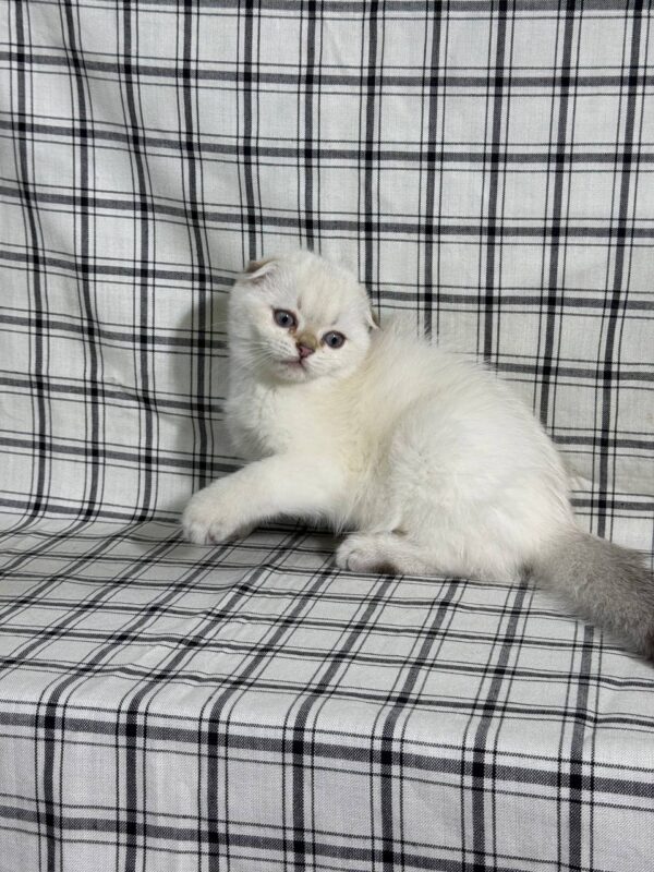 Alan Scottish fold white point with blue eyes male 2,5 months old