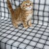 Bruno - Scottish Fold Gold Male 2 month old