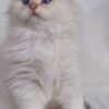 Snow - Scottish Fold White Point 2.5 months old