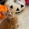 Bond – Maine Coon Red Marble male 3 months old