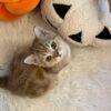 Leon – British Shorthair Gold Marble 2.5 months old male