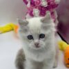 Snow ragdoll male 2 months old