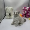 Sara ragdoll female 2 months old