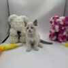 Bond - Ragdoll male 2 months old