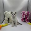 Bond - Ragdoll male 2 months old