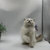 Bella Ragdoll female 2.5 months old