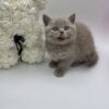 Oliver - British Shorthair Lilac Blue male 2 months old