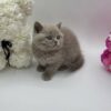 Oliver - British Shorthair Lilac Blue male 2 months old