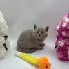 Charlie British shorthair lilac blue male 2 months old