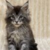 Sara - Maine Coon Tabby female 2 months old