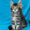 Sisi Maine coon tabby female 2 months old