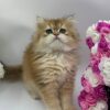 British Longhair Kitten Dior