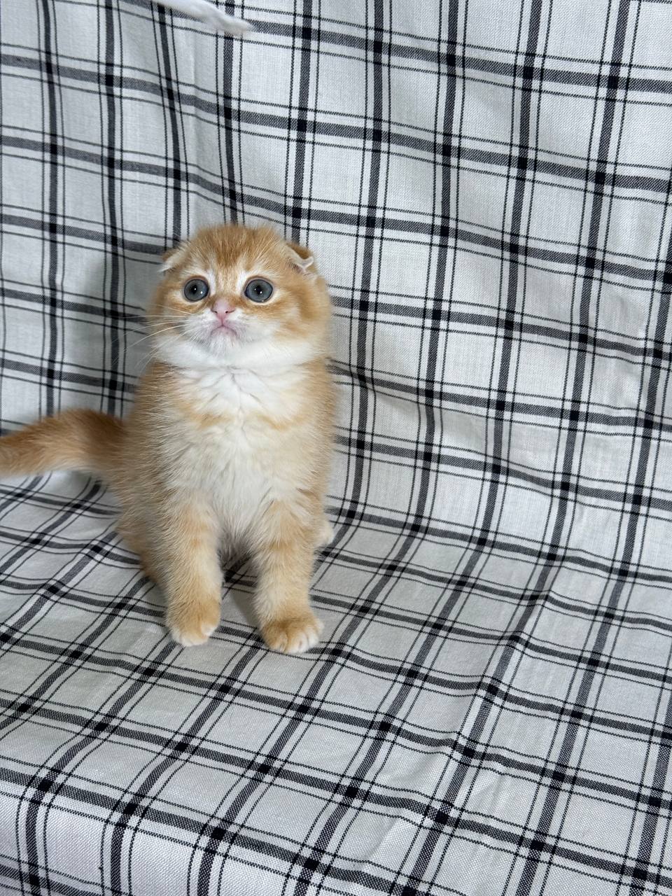 Bill - Scottish Fold Gold Male 2 month old