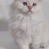 Snow - Scottish Fold White Point 2.5 months old