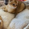 Ray – Scottish Fold Gold male 2.5 months old