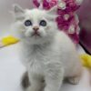 Snow ragdoll male 2 months old