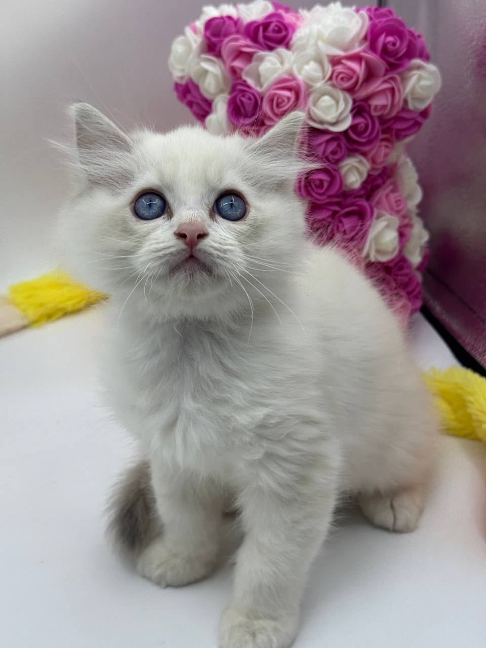 Snow ragdoll male 2 months old