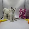 Bond - Ragdoll male 2 months old