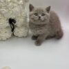 Oliver - British Shorthair Lilac Blue male 2 months old