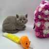 Charlie British shorthair lilac blue male 2 months old