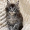 Sara - Maine Coon Tabby female 2 months old