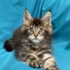 Sisi Maine coon tabby female 2 months old