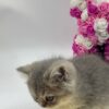 Fendi - British Shorthair Blue Gold Male with Blue eyes 2.5 months old