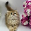 British Longhair Kitten Dior