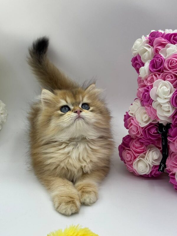 British Longhair Kitten Dior