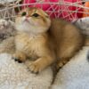 Ray – Scottish Fold Gold male 2.5 months old