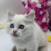 Snow ragdoll male 2 months old