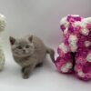 Oliver - British Shorthair Lilac Blue male 2 months old