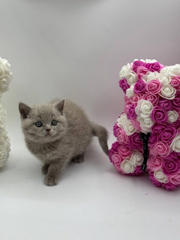 Oliver - British Shorthair Lilac Blue male 2 months old