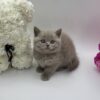 Oliver - British Shorthair Lilac Blue male 2 months old