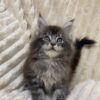 Sara - Maine Coon Tabby female 2 months old