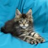 Sisi Maine coon tabby female 2 months old