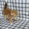 Bruno - Scottish Fold Gold Male 2 month old