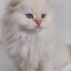 Snow - Scottish Fold White Point 2.5 months old