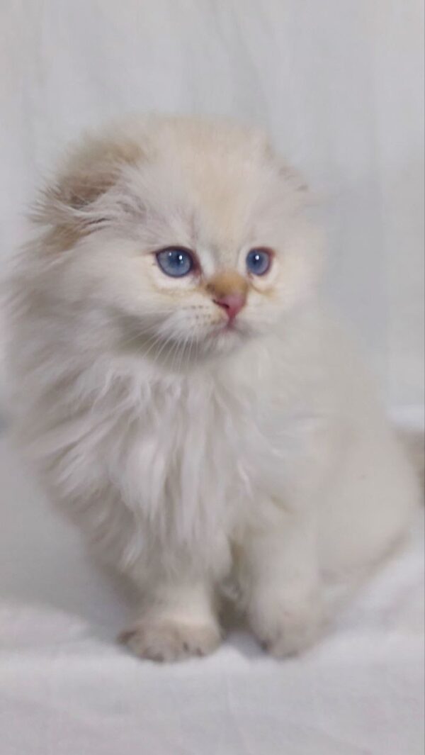 Snow - Scottish Fold White Point 2.5 months old