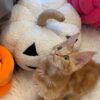 Bond – Maine Coon Red Marble male 3 months old