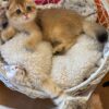 Ray – Scottish Fold Gold male 2.5 months old