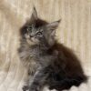 Sara - Maine Coon Tabby female 2 months old