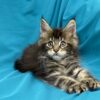 Sisi Maine coon tabby female 2 months old