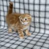 Bruno - Scottish Fold Gold Male 2 month old